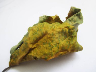 beyaz izole arka plan üzerinde sonbahar sonbahar yaprakları