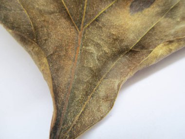 beyaz izole arka plan üzerinde sonbahar sonbahar yaprakları