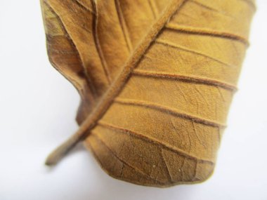 beyaz izole arka plan üzerinde sonbahar sonbahar yaprakları