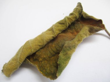 beyaz izole arka plan üzerinde sonbahar sonbahar yaprakları