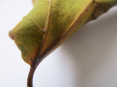 beyaz izole arka plan üzerinde sonbahar sonbahar yaprakları