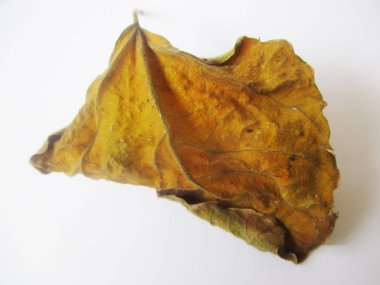 beyaz izole arka plan üzerinde sonbahar sonbahar yaprakları