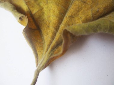 beyaz izole arka plan üzerinde sonbahar sonbahar yaprakları