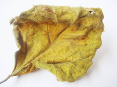 beyaz izole arka plan üzerinde sonbahar sonbahar yaprakları