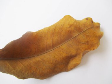 beyaz izole arka plan üzerinde sonbahar sonbahar yaprakları