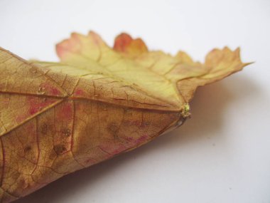 beyaz izole arka plan üzerinde sonbahar sonbahar yaprakları