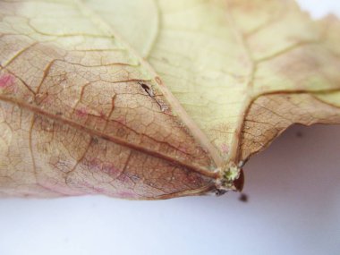beyaz izole arka plan üzerinde sonbahar sonbahar yaprakları