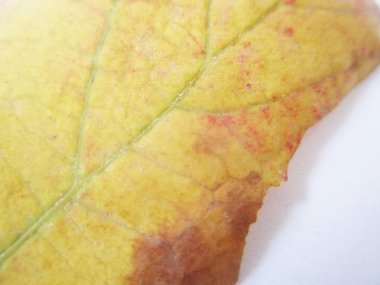 beyaz izole arka plan üzerinde sonbahar sonbahar yaprakları