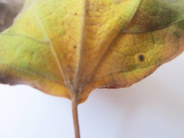 beyaz izole arka plan üzerinde sonbahar sonbahar yaprakları