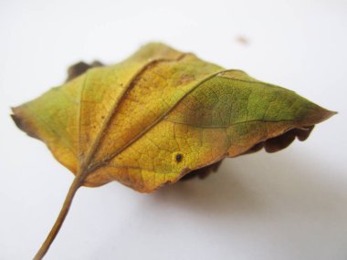 beyaz izole arka plan üzerinde sonbahar sonbahar yaprakları