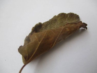 beyaz izole arka plan üzerinde sonbahar sonbahar yaprakları