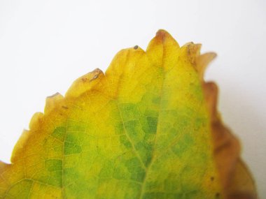 beyaz izole arka plan üzerinde sonbahar sonbahar yaprakları