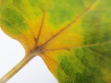 beyaz izole arka plan üzerinde sonbahar sonbahar yaprakları