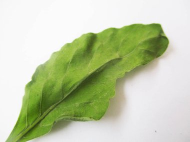 beyaz izole arka plan üzerinde sonbahar sonbahar yaprakları