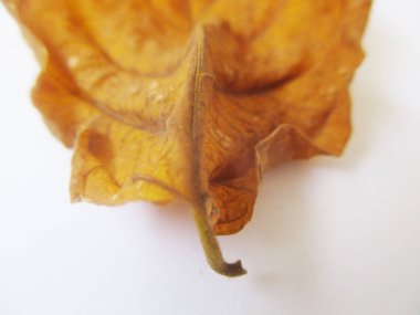 beyaz izole arka plan üzerinde sonbahar sonbahar yaprakları