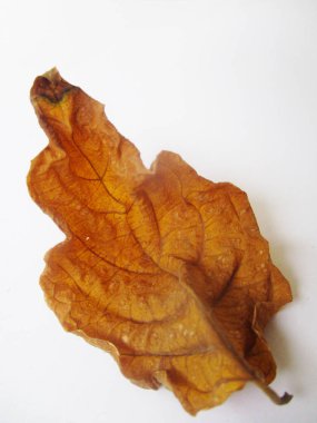 beyaz izole arka plan üzerinde sonbahar sonbahar yaprakları