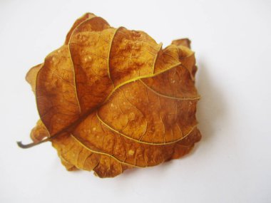 beyaz izole arka plan üzerinde sonbahar sonbahar yaprakları