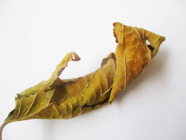 beyaz izole arka plan üzerinde sonbahar sonbahar yaprakları