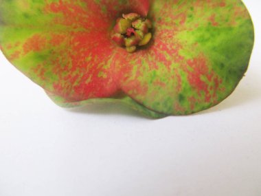 beyaz izole arka plan üzerinde sonbahar sonbahar yaprakları