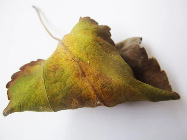 Herbst Herbst Blätter Auf Weißem Isolierten Hintergrund — Stockfoto