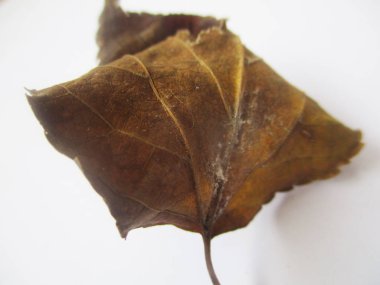 beyaz izole arka plan üzerinde sonbahar sonbahar yaprakları