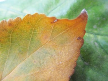 beyaz izole arka plan üzerinde sonbahar sonbahar yaprakları