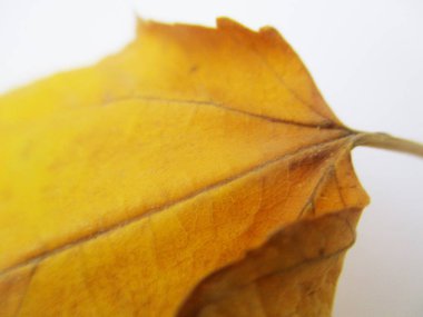 beyaz izole arka plan üzerinde sonbahar sonbahar yaprakları