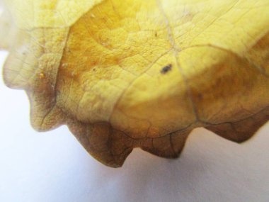 beyaz izole arka plan üzerinde sonbahar sonbahar yaprakları