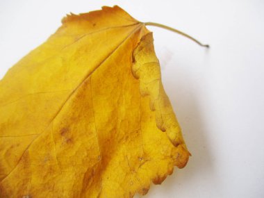 beyaz izole arka plan üzerinde sonbahar sonbahar yaprakları