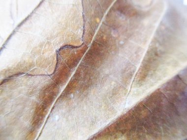 beyaz izole arka plan üzerinde sonbahar sonbahar yaprakları