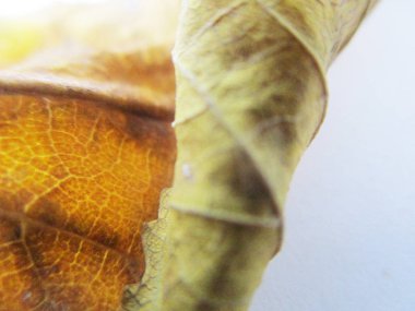 beyaz izole arka plan üzerinde sonbahar sonbahar yaprakları