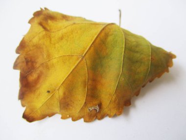 beyaz izole arka plan üzerinde sonbahar sonbahar yaprakları