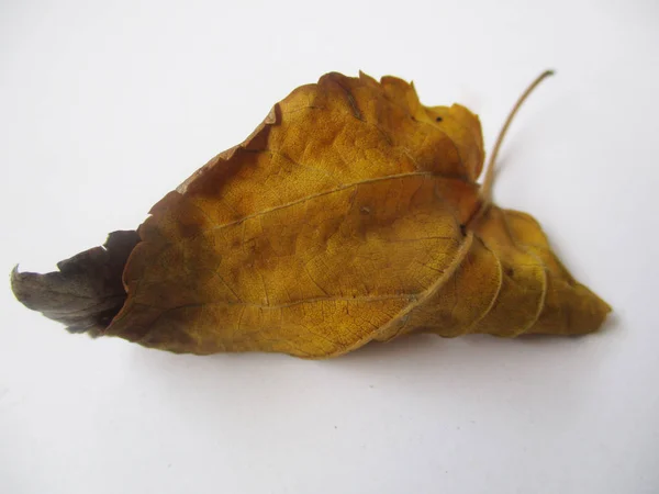 Herfst Herfstbladeren Witte Geïsoleerde Achtergrond — Stockfoto