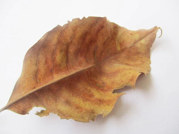 Autunno Autunno Foglie Sfondo Bianco Isolato — Foto Stock