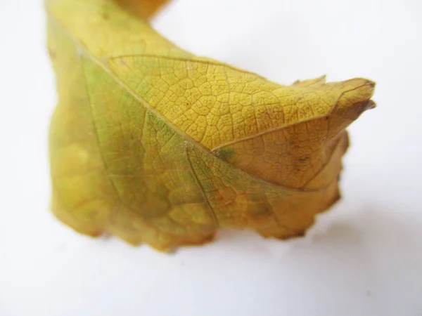 Automne Automne Feuilles Sur Fond Blanc Isolé — Photo