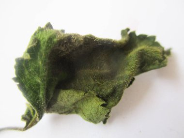 beyaz izole arka plan üzerinde sonbahar sonbahar yaprakları