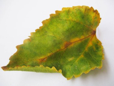 beyaz izole arka plan üzerinde sonbahar sonbahar yaprakları