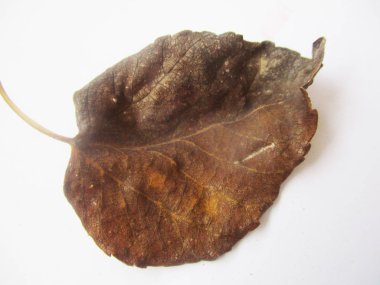 beyaz izole arka plan üzerinde sonbahar sonbahar yaprakları