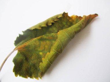 beyaz izole arka plan üzerinde sonbahar sonbahar yaprakları