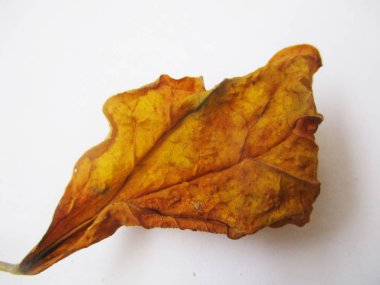 beyaz izole arka plan üzerinde sonbahar sonbahar yaprakları