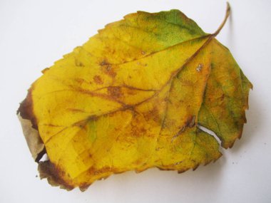 beyaz izole arka plan üzerinde sonbahar sonbahar yaprakları