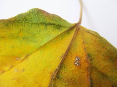 beyaz izole arka plan üzerinde sonbahar sonbahar yaprakları