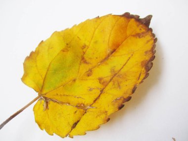 beyaz izole arka plan üzerinde sonbahar sonbahar yaprakları