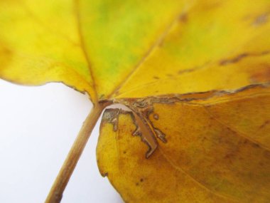 beyaz izole arka plan üzerinde sonbahar sonbahar yaprakları