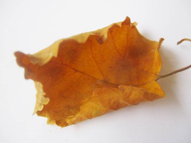 beyaz izole arka plan üzerinde sonbahar sonbahar yaprakları
