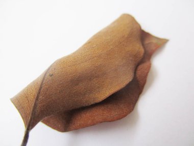 beyaz izole arka plan üzerinde sonbahar sonbahar yaprakları