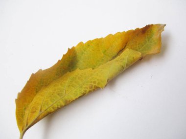 beyaz izole arka plan üzerinde sonbahar sonbahar yaprakları