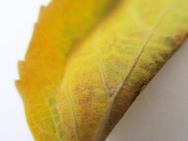 beyaz izole arka plan üzerinde sonbahar sonbahar yaprakları