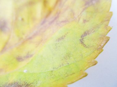 beyaz izole arka plan üzerinde sonbahar sonbahar yaprakları