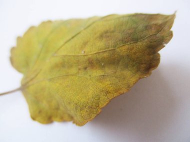 beyaz izole arka plan üzerinde sonbahar sonbahar yaprakları